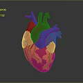 Thoracic Organ Anatomical Heart Model With Colorful Detailed Red Blue Pink Yellow Parts