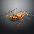 Brown Praying Mantis With Long Thin Legs And Textured Body On Dark Background