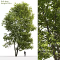 Decorative Ornament Set With Natural Green Leafy Tree Design For Home Decoration