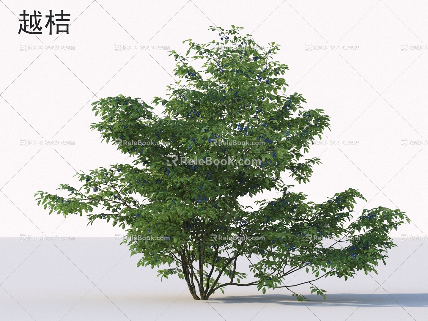 Vaccinium flowers and shrubs Plants 3d model