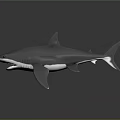 Realistic Gray Shark 3D Model With Open Mouth And Sharp Teeth 3d model