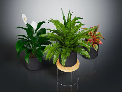 White Flowering Fern And Colorful Leaf Plants In Black Pots On Wooden Tray Stand 3d model