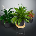 White Flowering Fern And Colorful Leaf Plants In Black Pots On Wooden Tray Stand