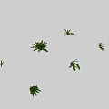 Botanical Green Leafy Plant Specimens With Natural Foliage And Various Growth Shapes