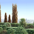 Lush Greenery And Colorful Shrubs With Climbing Vines Against Urban Skyline View