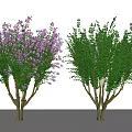 Modern plant crape myrtle clump trees 3d model