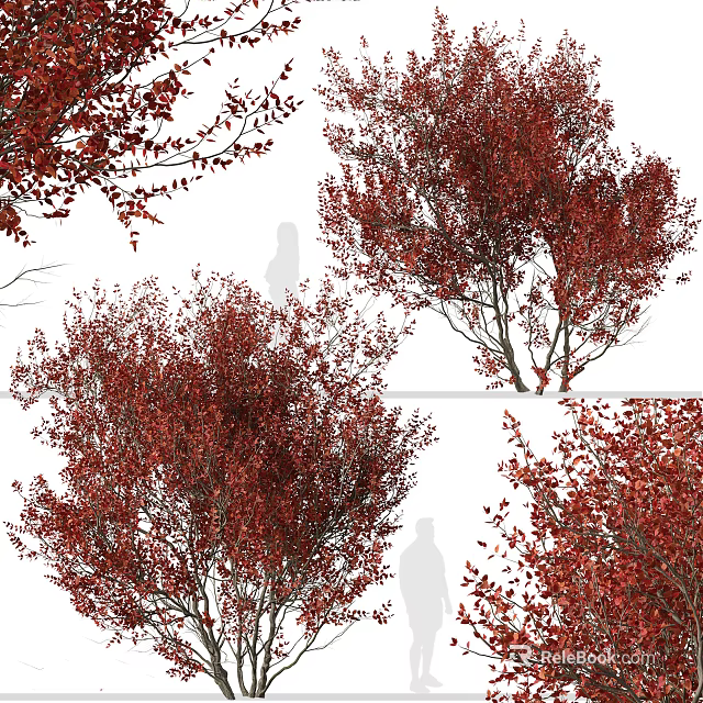 Red Leaf Arbor Trees with Lush Foliage and Natural Branch Structure in Seasonal View 3d model 