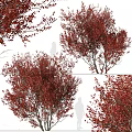 Red Leaf Arbor Trees with Lush Foliage and Natural Branch Structure in Seasonal View
