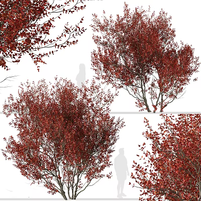 Modern Tree Landscape Park Tree Tree Flower Tree Red Flower Tree Big Tree 3d model