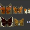 Multiple Colorful Butterflies With Eye Spots And Patterns On Gray Background With Reflections