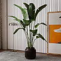 Large Indoor Potted Plant with Wide Green Leaves in Dark Ceramic Pot
