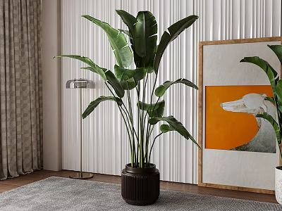 Large Indoor Potted Plant with Wide Green Leaves in Dark Ceramic Pot 3d model