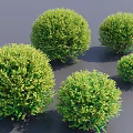 Multiple Round Green Bushes With Lush Leafy Foliage And Vibrant Natural Look
