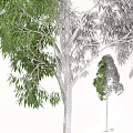 Tall Green Arbor Trees With Lush Canopy And Thick Trunk 3d model