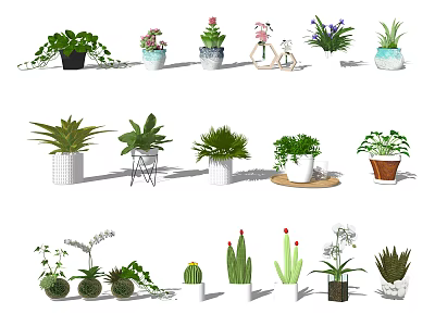 Bonsai and Potted Plants Different Varieties in Decorative Pots for Home Decor 3d model