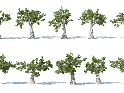 Various Arbor Trees in Different Forms With Green Foliage Textured Trunks and Shadows 3d model