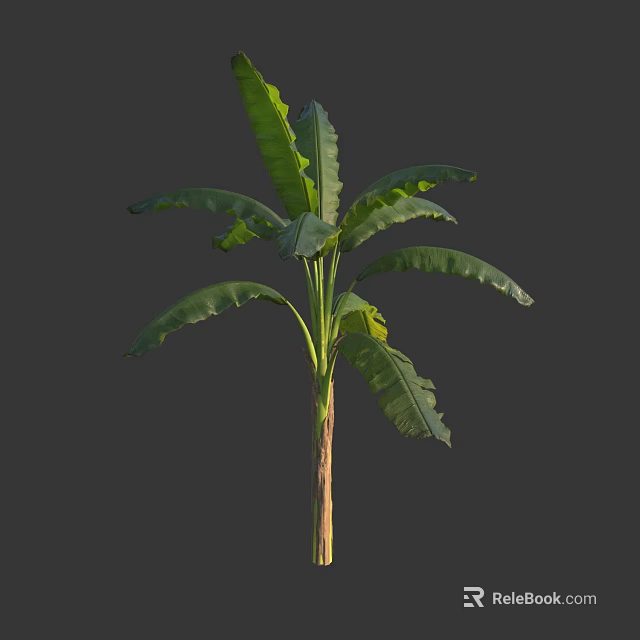 Vibrant Banana Tree With Lush Long Green Leaves And Sturdy Trunk 3d model 