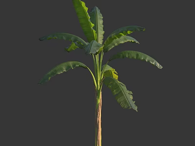 Vibrant Banana Tree With Lush Long Green Leaves And Sturdy Trunk 3d model
