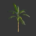 Vibrant Banana Tree With Lush Long Green Leaves And Sturdy Trunk