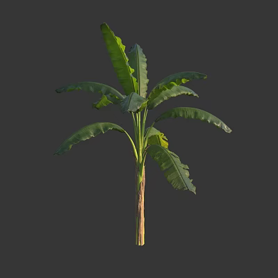 Vibrant Banana Tree With Lush Long Green Leaves And Sturdy Trunk 3d model