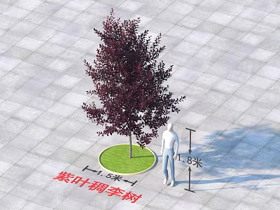 Purple Leaf Chokecherry Tree with 8 Meters Height 6 Meters Crown Width on Green Lawn 3d model