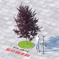 Purple Leaf Chokecherry Tree with 8 Meters Height 6 Meters Crown Width on Green Lawn