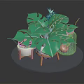 Green Monstera Plants With Various Pots On Transparent Round Tray And Wooden Stands