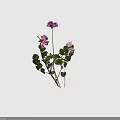 Clover Plant With Purple And White Flowers Green Leaves Against Black Background