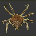 Rusty Brown Crab With Textured Shell Claws And Legs On Gray Gradient Background And Reflection 3d model