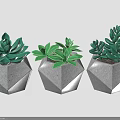 Three Green Succulent Plants in Hexagonal Concrete Pots