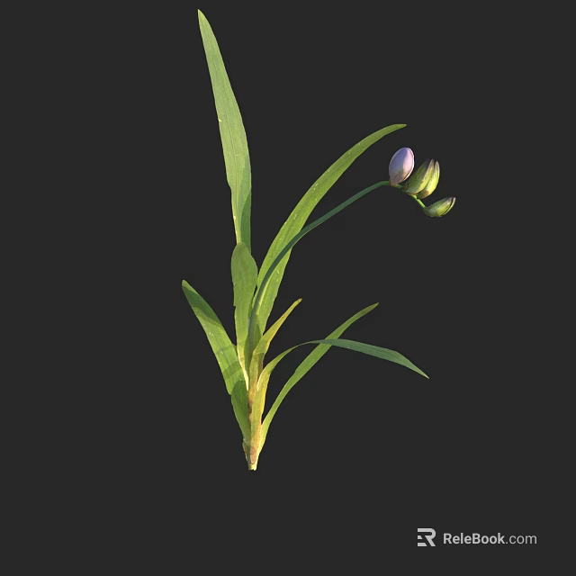 Lush Decorative Green Plant With Long Vibrant Leaves And Purple Flower Buds 3d model 