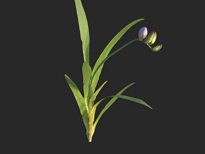Lush Decorative Green Plant With Long Vibrant Leaves And Purple Flower Buds 3d model