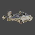 Ancient Animal Skull Fossil With Large Fangs And Detailed Bone Structure