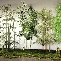 Tall Bamboo Plants With Lush Green Leaves Various Species And Fresh Grass