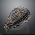 Colorful Shell With Organ Inspired Shape And Hair Like Surface Textures