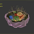 Detailed 3D Cell Structure with Colorful Organelles and Microscopic Hair Like Cilia
