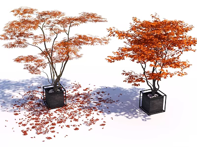 Bonsai Potted Plants With Orange Red Leaves In Black Square Pots And Scattered Fallen Leaves 3d model