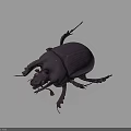 Purple Beetle With Shiny Exoskeleton Long Legs And Antennae On Dark Background