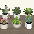 Various Types of Succulent Bonsai Potted Plants in White Pots on Wooden Tabletop