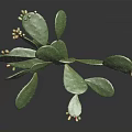 Cactus Plant With Green Flat Pads Small Spines And Colorful Fruits On Dark Background
