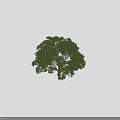 Tall Arbor With Dense Green Foliage Thick Brown Trunk And Broad Spreading Canopy