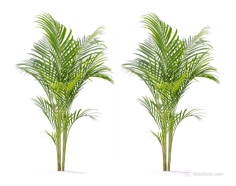 Two Green Palm Trees With Lush Foliage Standing Against White Background 3d model 