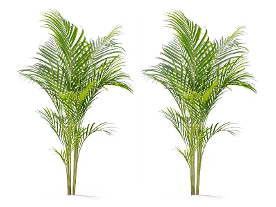 Two Green Palm Trees With Lush Foliage Standing Against White Background 3d model