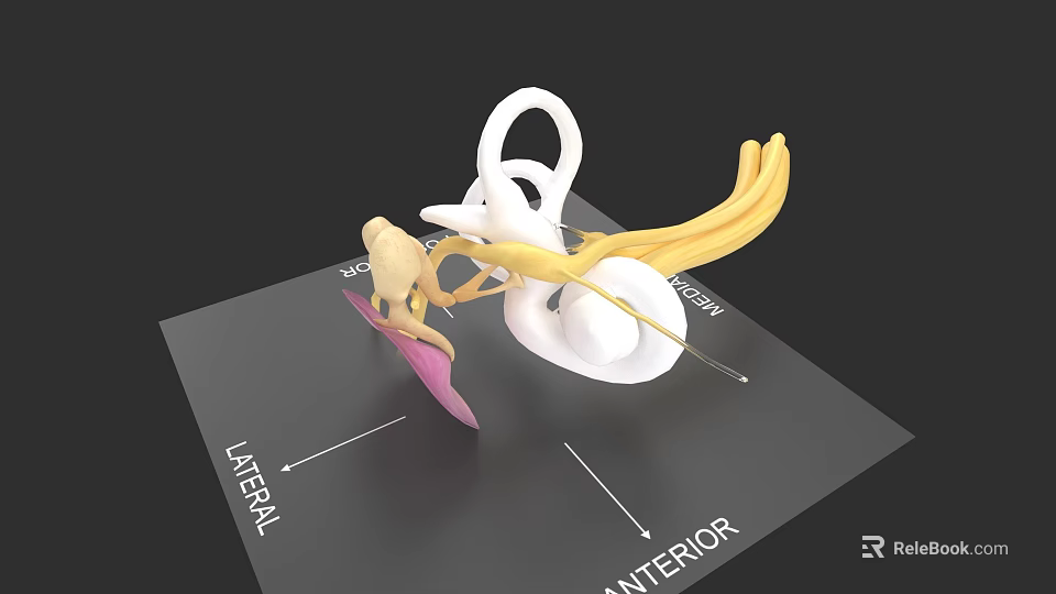 Head Organ 3D Anatomical Model With Lateral Anterior Labels And Structural Details 3d model 