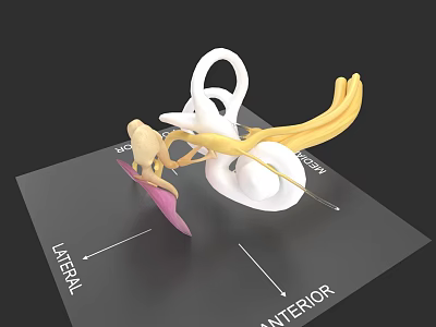 Head Organ 3D Anatomical Model With Lateral Anterior Labels And Structural Details 3d model