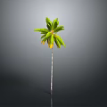 Tall Palm Tree With Slender Trunk And Green Fronds On Gray Background