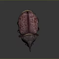 Textured Purple and Pink Spotted Beetle with Horned Head on Dark Background