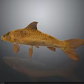 Realistic Golden Carp Fish With Shiny Scales And Reflection On Dark Background