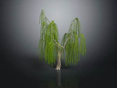 Weeping Willow With Long Green Drooping Branches And Slender Trunk On Dark Surface 3d model