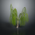 Weeping Willow With Long Green Drooping Branches And Slender Trunk On Dark Surface 3d model